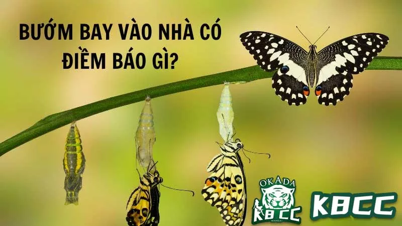 Điềm báo ngủ nằm mơ thấy bướm vào nhà