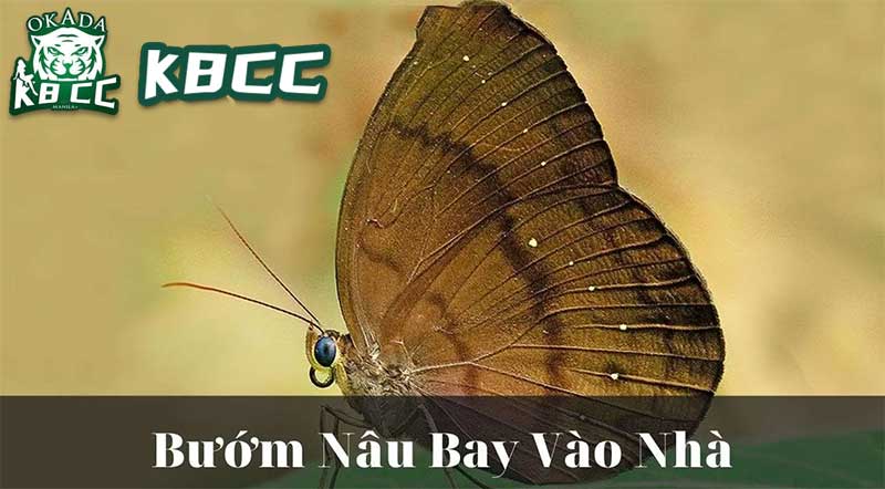 Giải mã nằm mơ thấy bướm bay vào nhà